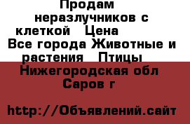 Продам 2 неразлучников с клеткой › Цена ­ 2 500 - Все города Животные и растения » Птицы   . Нижегородская обл.,Саров г.